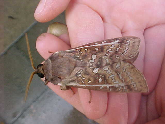 Moth, (unkown)