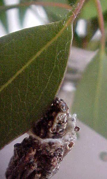 Regular Case Moth Catapillar, (unkown)