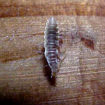 bug, (unkown)