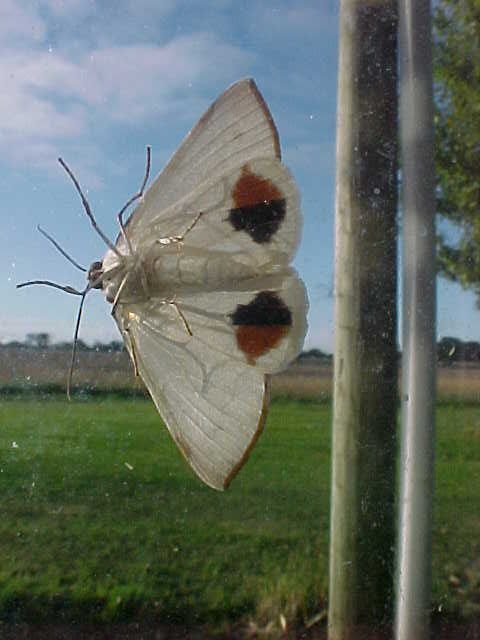 Moth, (unkown)