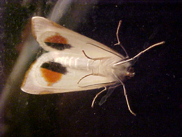 Butterfly Hatched from Chrysallis, (unkown)
