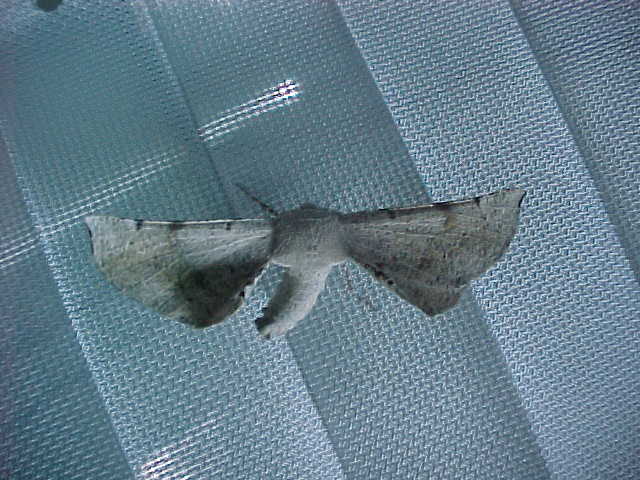 Grey Moth, (unkown)