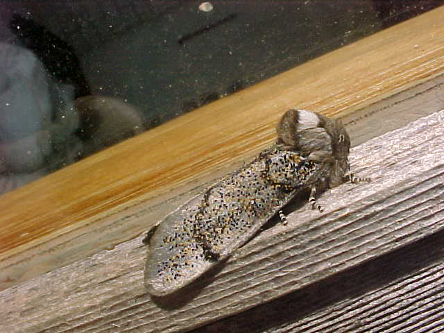 Moth, (unkown)