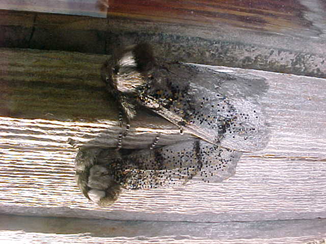 Butterfly Hatched from Chrysallis, (unkown)