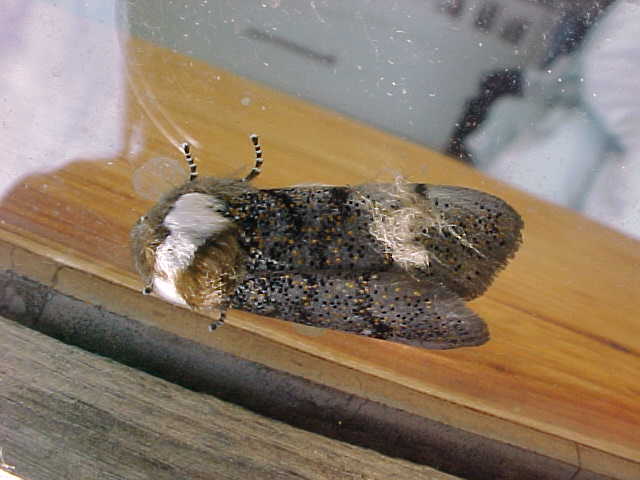 Butterfly Hatched from Chrysallis, (unkown)