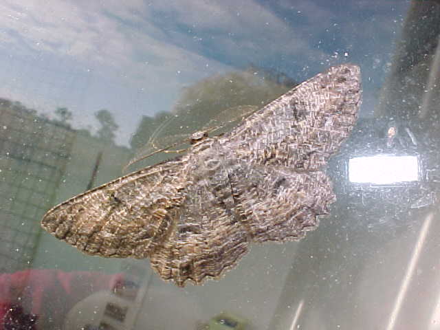 Moth, (unkown)