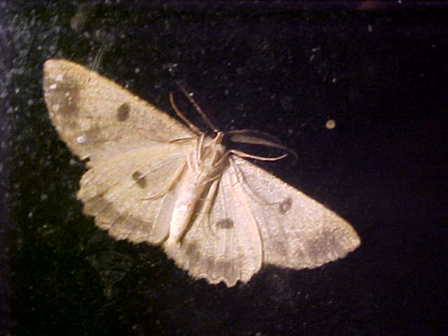 Butterfly Hatched from Chrysallis, (unkown)