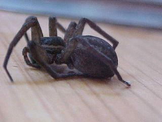 Wolf Spider in the Shower, (unkown)