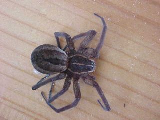 Wolf Spider in the Shower, (unkown)