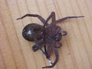 Wolf Spider in the Shower, (unkown)