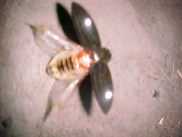 Beetle, (unkown)