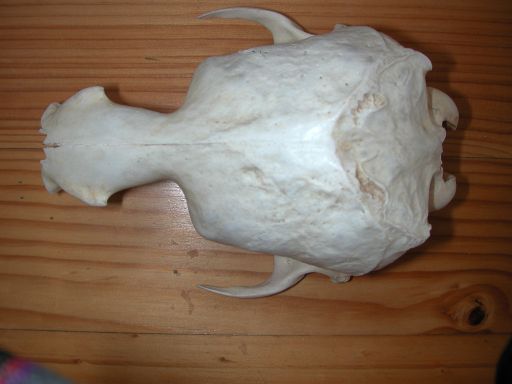 Skull, (unkown)