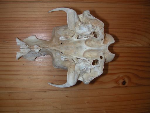 Skull, (unkown)