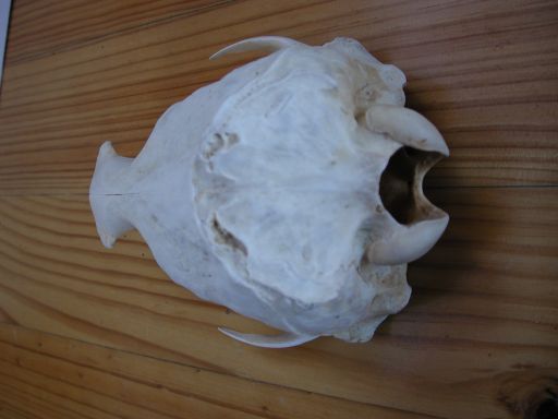 Skull, (unkown)