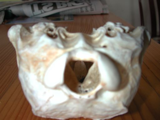Skull, (unkown)
