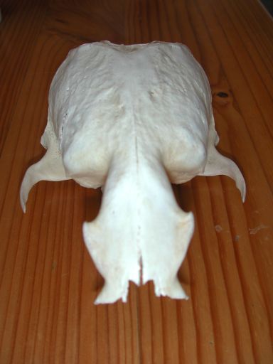 Skull, (unkown)