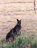 mammals