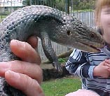 reptiles