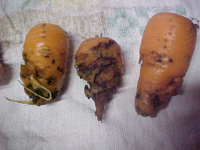 Carrots