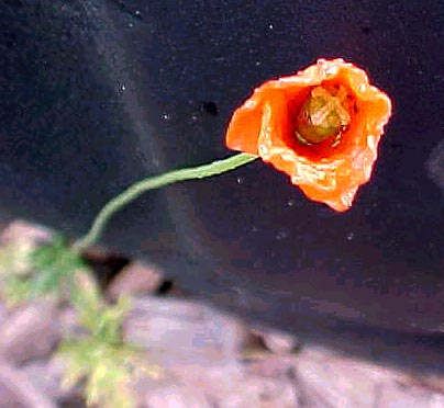 Poppy Catapillar, (unkown)