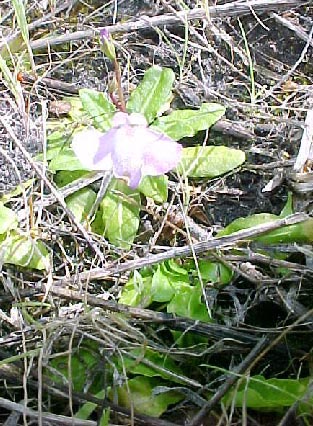 Little Purple Flowers, (unkown)
