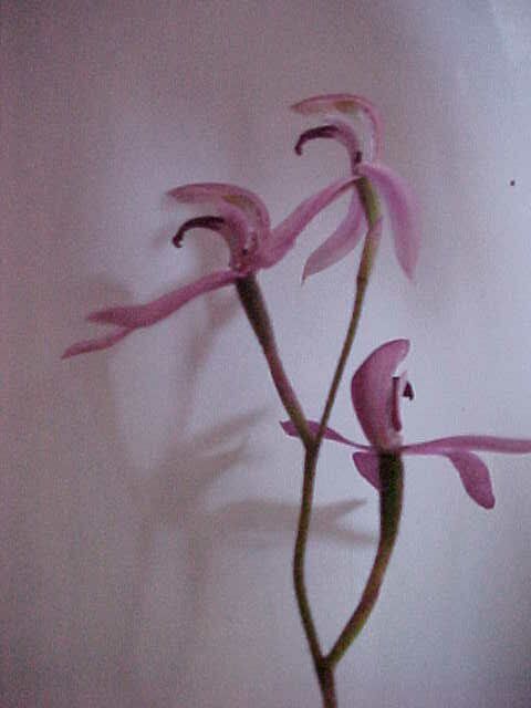 Purple Orchid, (unkown)